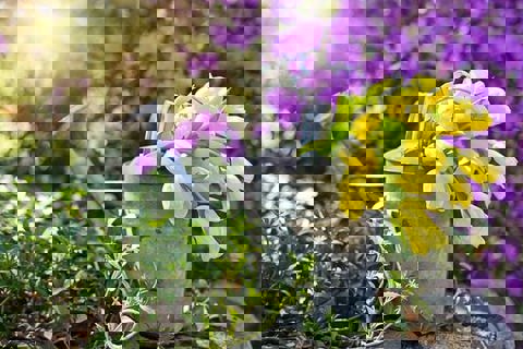 Tulpen in een gieter. 